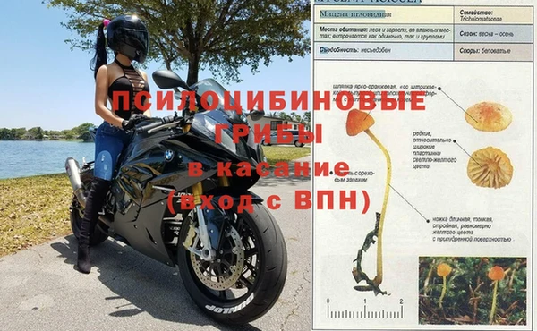 сатива Алзамай
