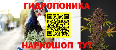 не бодяженный Гай